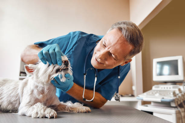 Best Emergency Dental Surgery in Brookside Village, TX